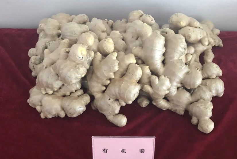 Chinese Selected Organic Yellow Air Dry Ginger 160g up on 220g