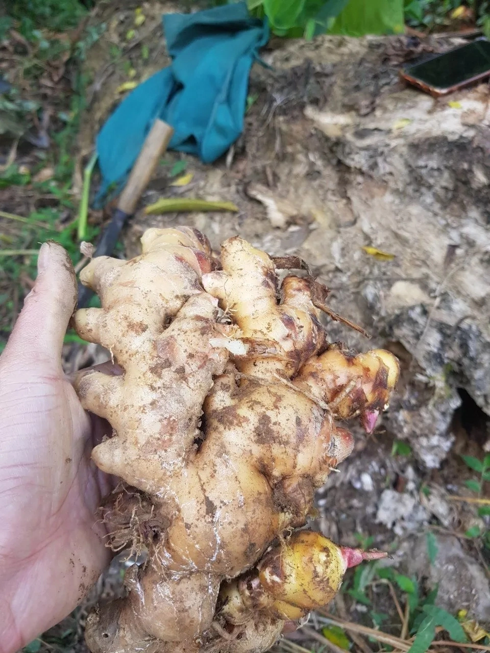 Fresh Dried Ginger Price Per Kg Dry Ginger Chinese Low Price New Crop High Quality Ginger Fresh Powder Organic Ginger for Wholesale