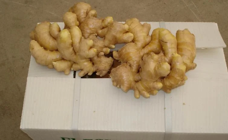 Air Dry Ginger in Premium Quality with Different Sizes for Export From Shandong Province