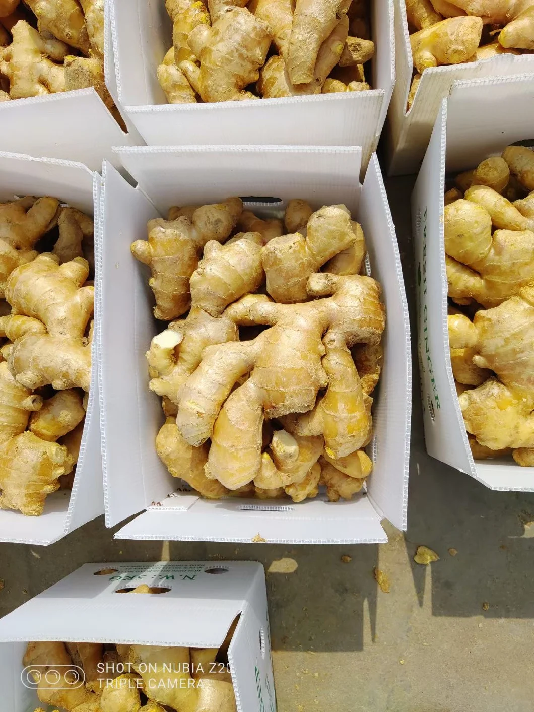Chinese Selected Organic Yellow Air Dry Ginger 160g up on 220g