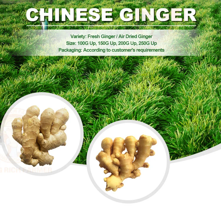 New Crop Fresh Ginger for Sale - Ginger Root Superior Quality From Brazil - Spicy and Fragrant Flavor