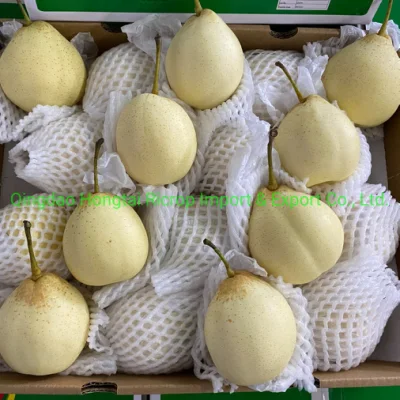 2022 New Crop Premium Quality Chinese Fresh Ya Pear