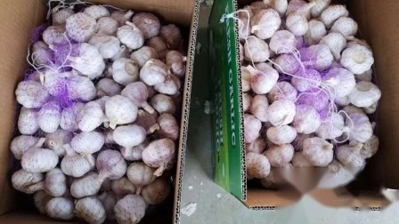 New Wholesale Shandong Good Price Export Solo Pure Peeled Fresh Dried Normal/Super White Dehydrated Garlic