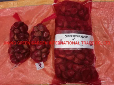 New Season Chinese Fresh Chestnut Chestnuts Fresh for Export Hot Sell Raw Chestnuts