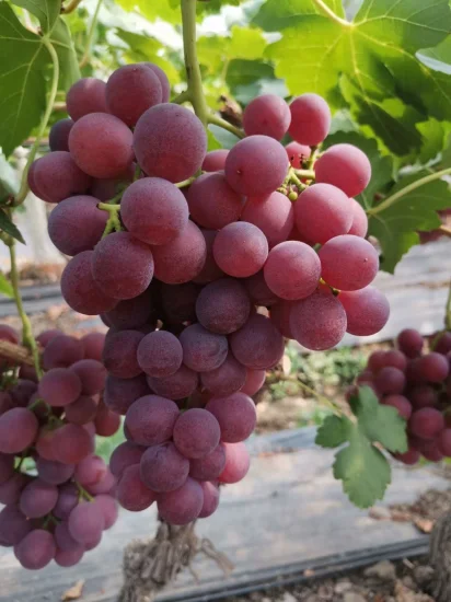 Professional Supplies Not Easy Perishable Purple Grapes for Wholesale