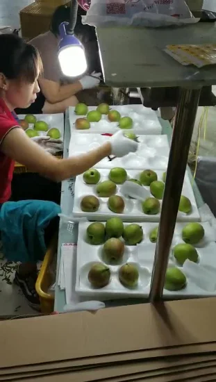 Asian Fresh Singo Pear Organic Korea Pear Sweet and Moisture High Quality Pear From China