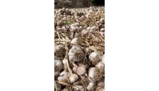 2021 China New Fresh Garlic 4.5cm,5.0cm,5.5cm,6.0cm,6.5cm,7.0cm Pack 3PC,4PC,5PC,6PC,7PC,500g,1kg,3kg,5kg,10kg Per Mesh Bag /Carton  Top Quality Lowest Pirce