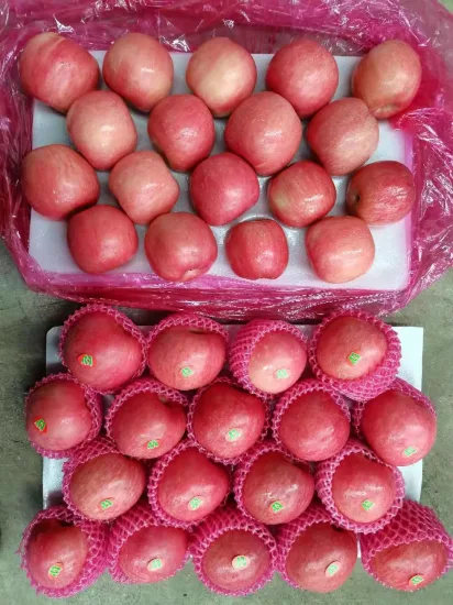 China Fruit Fresh Full Red FUJI Apple