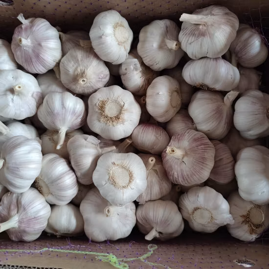 Wholesale Top Quality Chinese Fresh Garlic Garlic