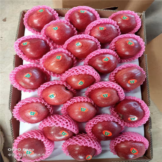 2022 New Crop Super Quality Chinese Fresh FUJI Apple