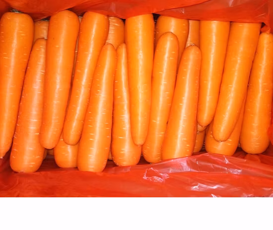 Good Quality Chinese Fresh Carrot