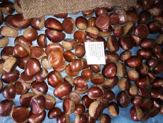 Chinese New Crop Chestnut Price with Mesh Bag