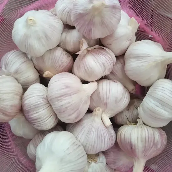 New Crop Garlic/Peeled Garlic/Pure White Garlic/Normal White Garlic with High Quality
