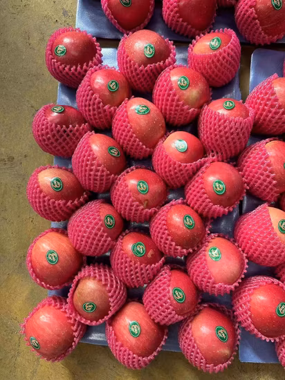 Fresh New Crop FUJI Apple with Carton Packing