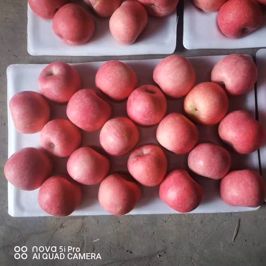 New Crop Fresh Shandong Blush Red Crsip FUJI Apples