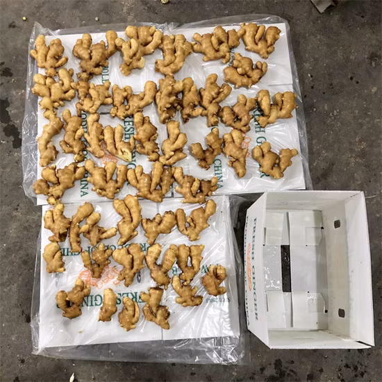 New Crop China Origin Size 100-150-200-250g up Super Quality Cheap Price Fresh Ginger Dubai Ginger Price