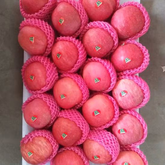 New Crop for Sale Fresh FUJI Apples