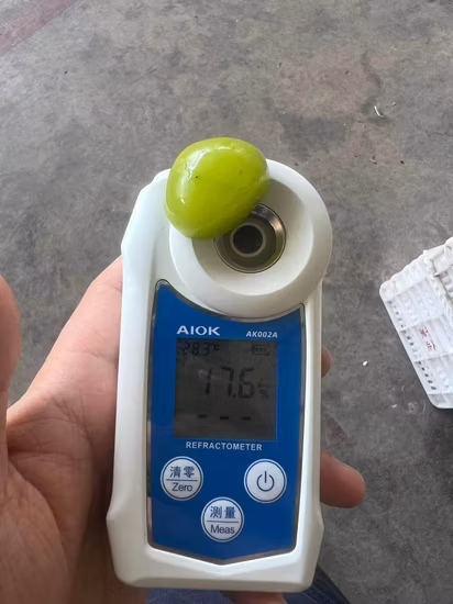 Wholesale 100% Natural Sunshine Fresh Green Grapes